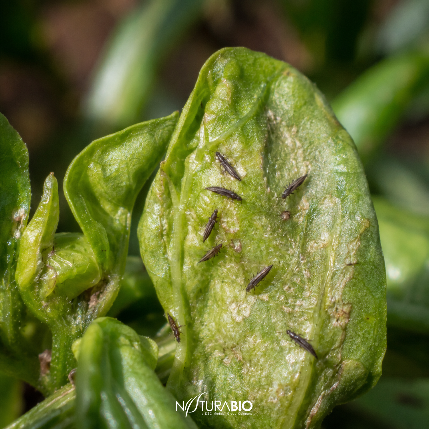 Thrips parvispinus: Una alerta para la agricultura mexicana